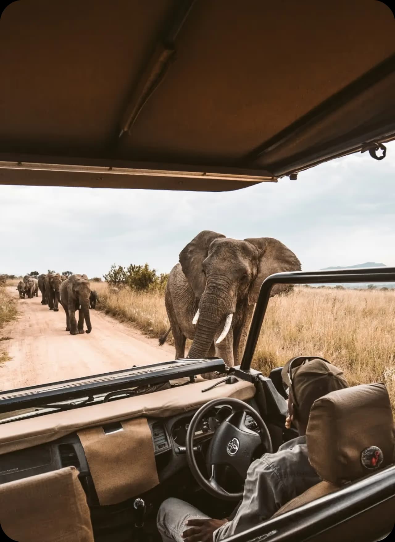 Jungle safari