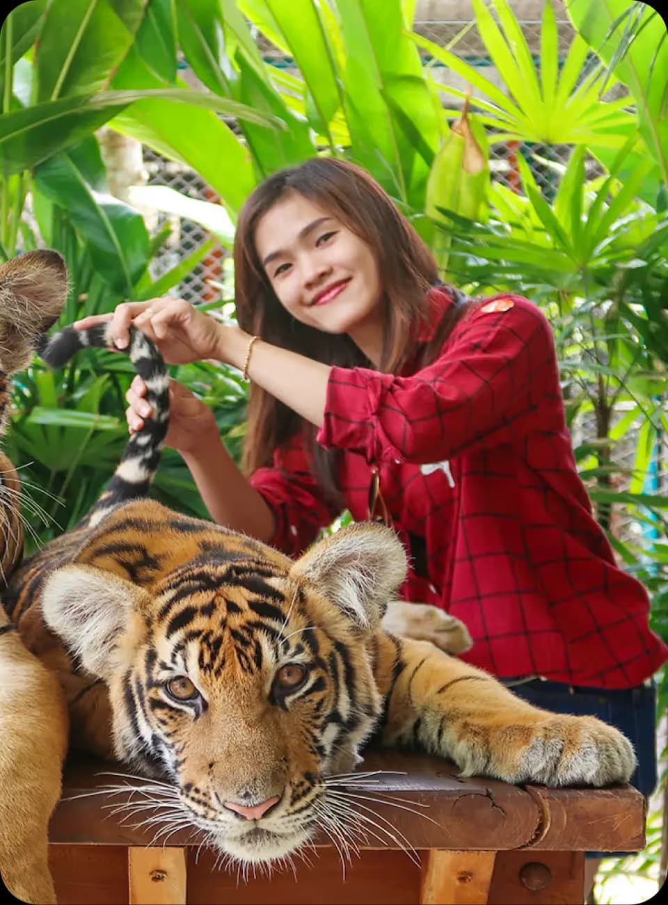 Tiger Park