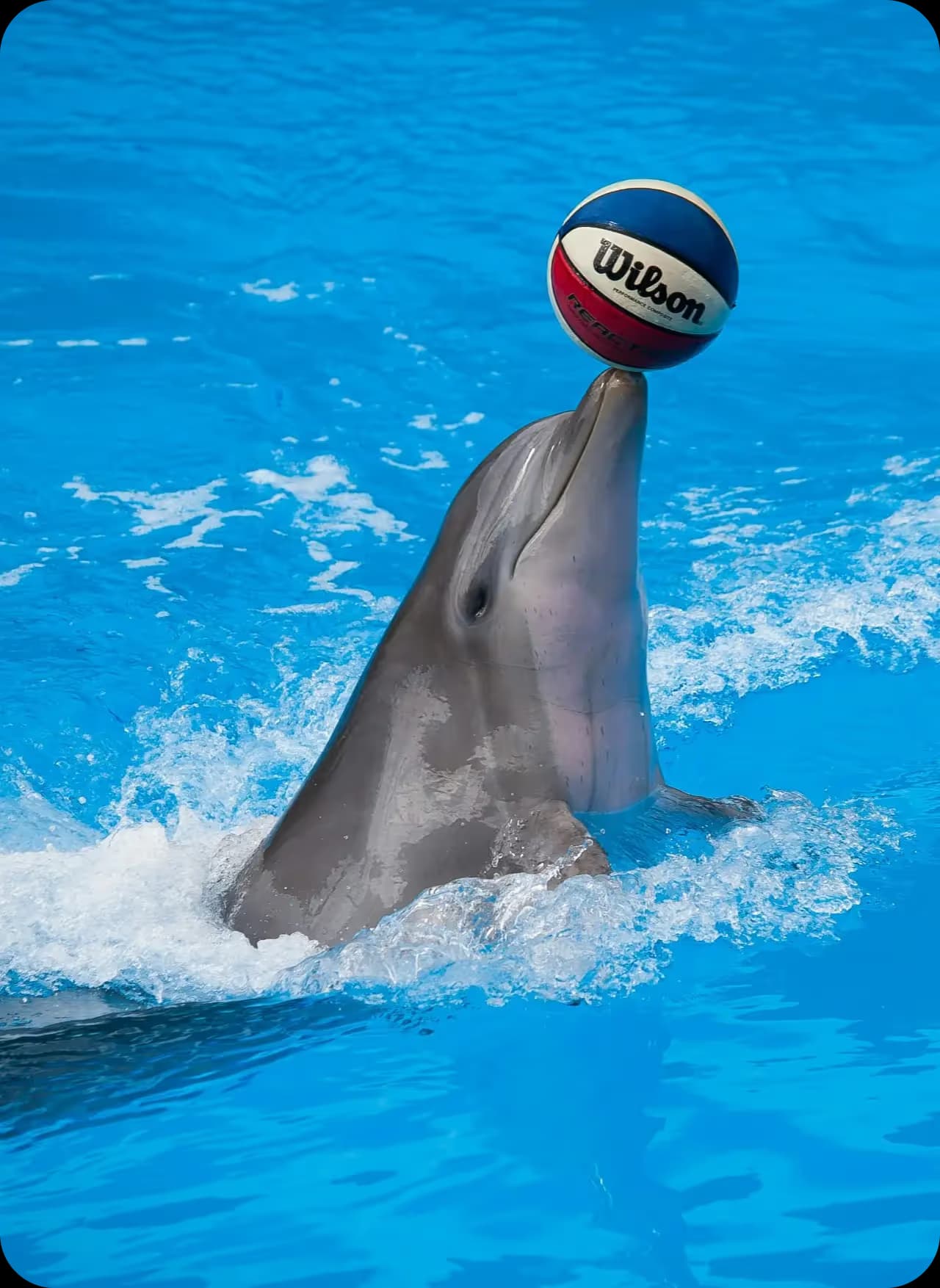 Dolphin Show
