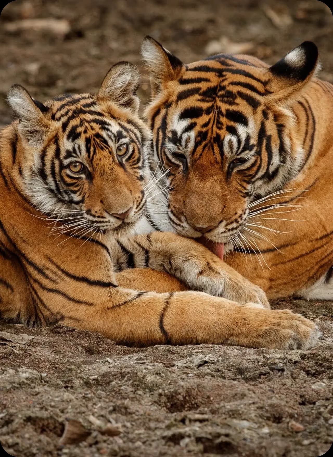 Tiger Kingdom